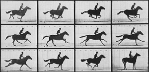 2D animation of horse running